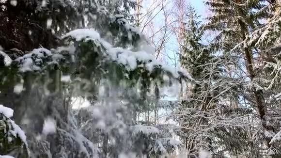 仙人雪景的森林视频的预览图
