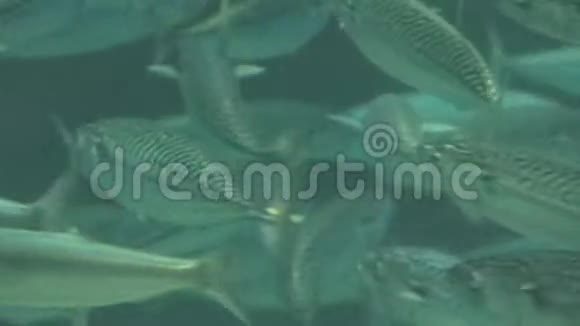 鱼类海洋生物视频的预览图