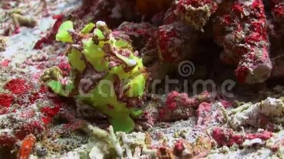 绿鱼垂钓者在珊瑚礁中捕食视频的预览图