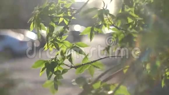 清新脆嫩的绿树叶子背光春天视频的预览图