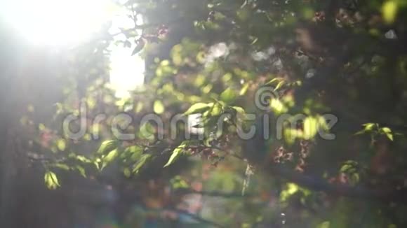 清脆的绿树叶子背光视频的预览图