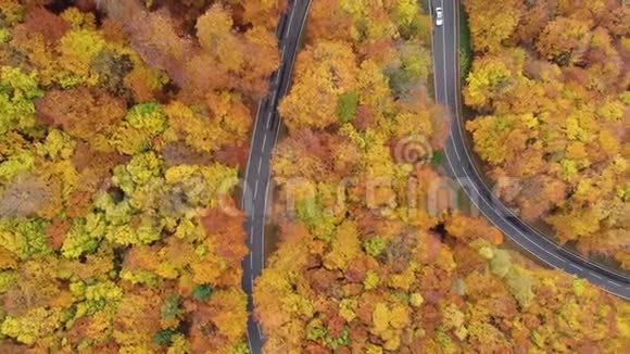 穿过秋天森林的道路鸟瞰图视频的预览图