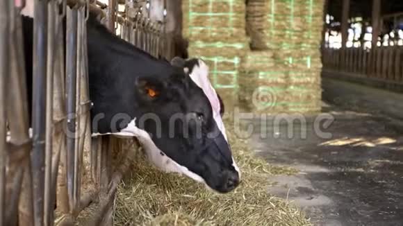 4K农业产业农牧理念牛群视频的预览图
