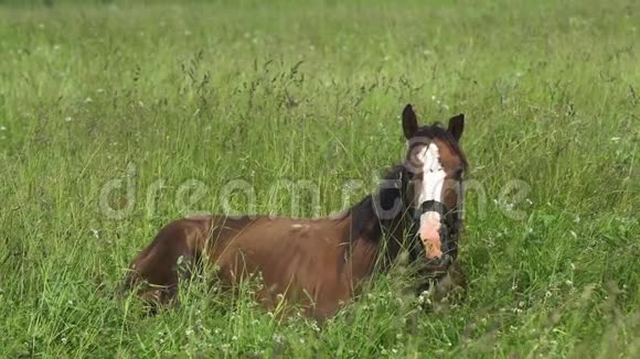 在夏季牧场上的马视频的预览图