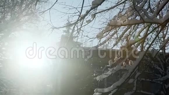 冬天的阳光透过覆盖着雪的树照射进来视频的预览图