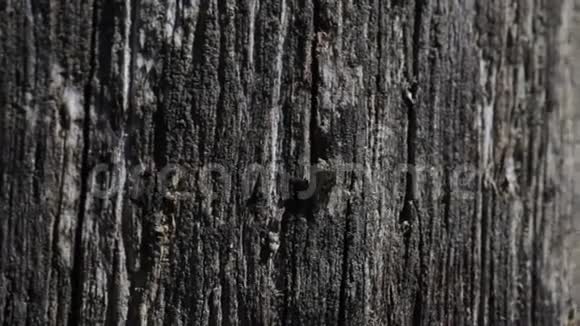 旧黑色木质纹理背景视频的预览图