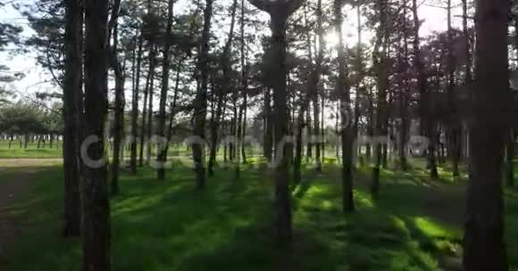 森林树木背景视频的预览图