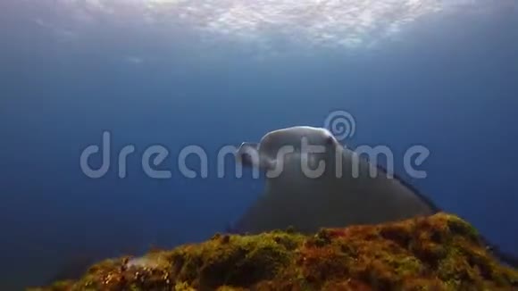 曼塔雷关门了大曼塔雷在蓝色海水中游泳远洋海洋生物视频的预览图