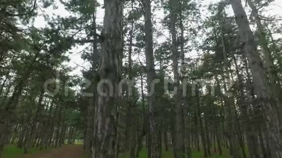 森林树木背景视频的预览图
