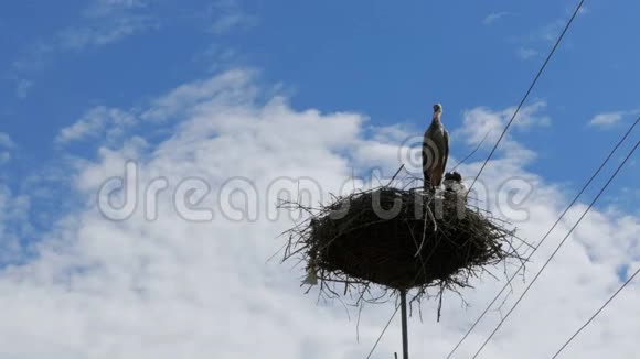 在天空背景下坐在支柱高压电线上的鹳视频的预览图