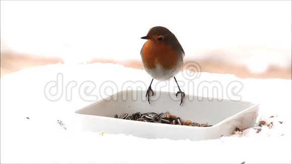 知更鸟冬季饲料白色背景雪视频的预览图