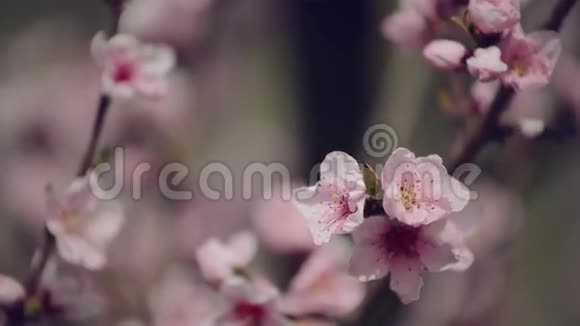 春天花园树枝上美丽的粉色朵朵桃花手持相机选择性聚焦视频的预览图
