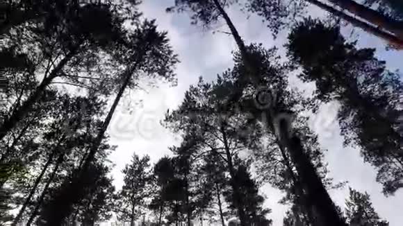 漫步夏林之中慢镜头斯坦迪卡姆动物景观视频的预览图
