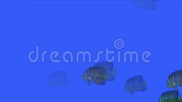 水族馆鱼水下背景海洋渔业生态生物视频的预览图