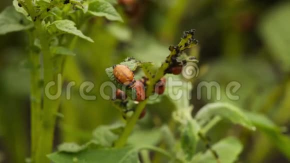 科罗拉多甲虫幼虫坐在马铃薯叶子上视频的预览图