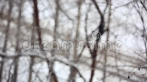 冬季公园背景白雪皑皑视图视频的预览图