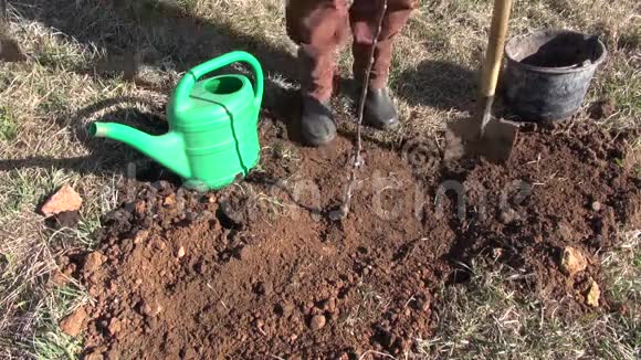 种植后用园丁浇灌苹果树发芽视频的预览图