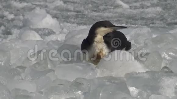 黑刺的罗昂加维亚北极视频的预览图