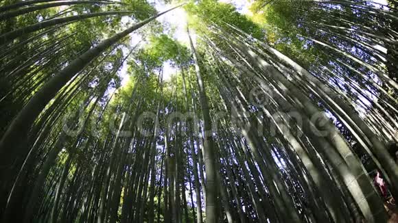 竹树林背景视频的预览图