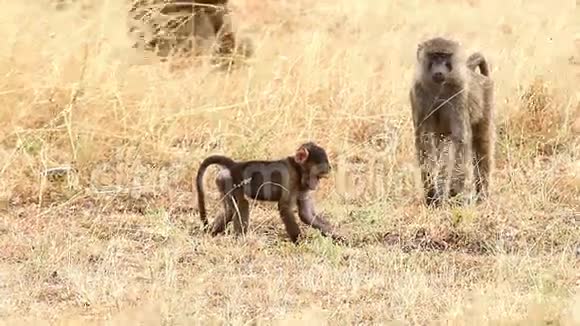 马赛马拉的母亲和婴儿狒狒视频的预览图