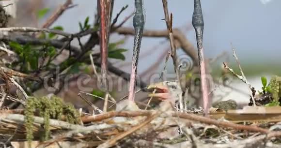 木鹳窝和宝宝佛罗里达野生动物美国视频的预览图