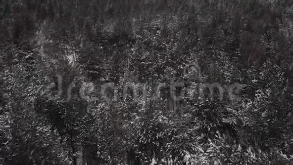 在松树之间的冬季森林里视频的预览图