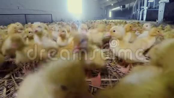 家禽饲养场出售的新生小鸭视频的预览图