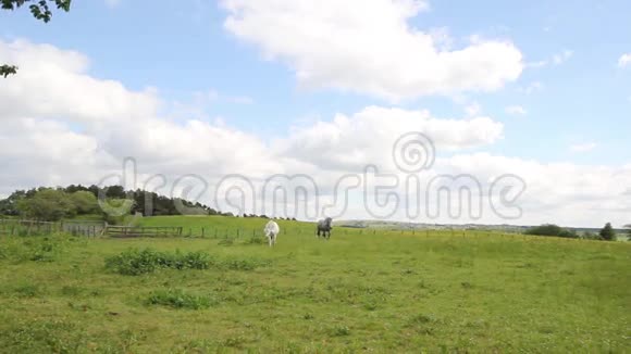 夏日苏格兰田野的两匹马高清镜头视频的预览图