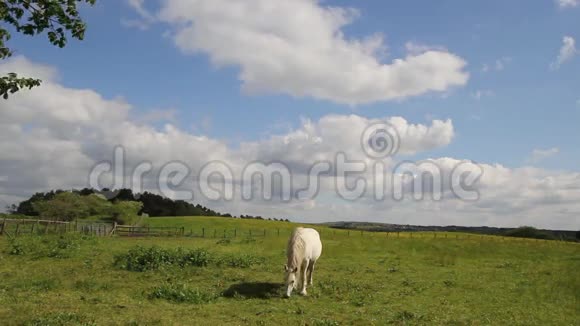 夏日苏格兰田野里的一匹马高清镜头视频的预览图