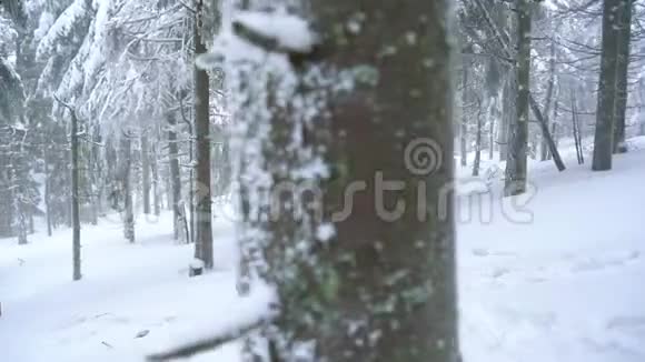 孤独的旅游女孩走在冬天白雪覆盖的针叶林在山上霜冻天气视频的预览图
