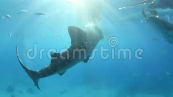 鲸鲨在水下喂磷虾视频的预览图