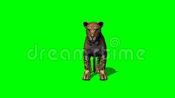 豹子站着用绿影屏幕环顾四周视频的预览图