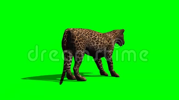 豹子站着用绿影屏幕环顾四周视频的预览图