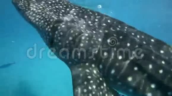 鲸鲨在水下被喂食磷虾视频的预览图