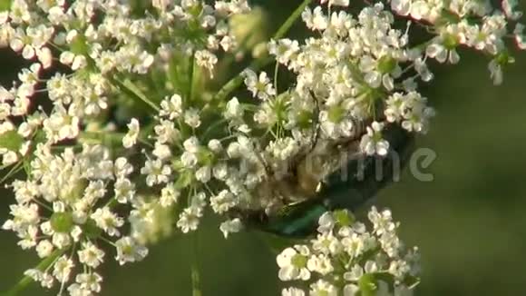 美丽的夏天虫甲虫天蛾视频的预览图