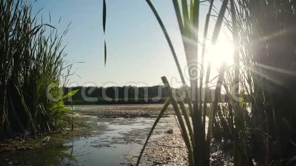 池塘与芦苇自然野生日落景观生活方式阳光有芦苇的湖是俄罗斯的自然湖面日落视频的预览图