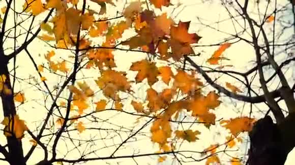 秋天的黄叶在枫树上视频的预览图