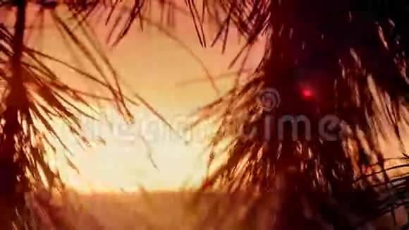 日落时的树枝视频的预览图