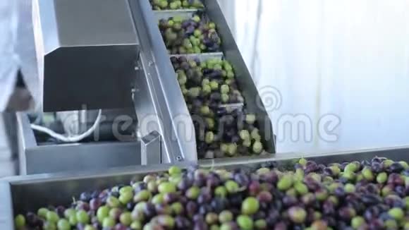 橄榄油生产和工艺视频的预览图