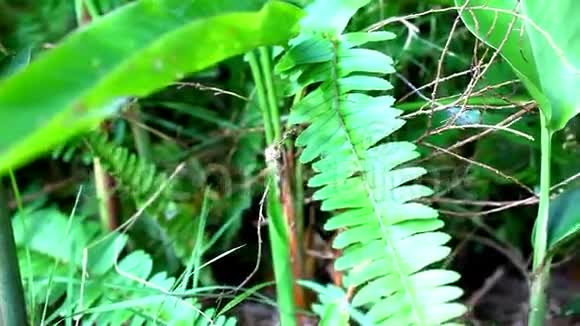 新鲜的绿色蕨叶移动的宏视频视频的预览图