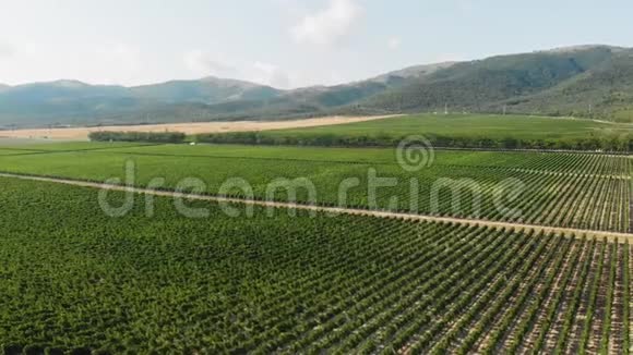 飞过绿油油的果树种植园空中射击视频的预览图