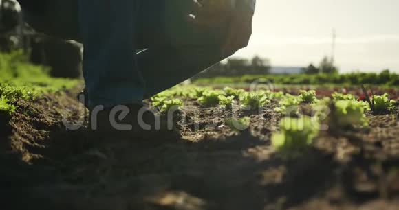 在农场工作的成熟男人视频的预览图