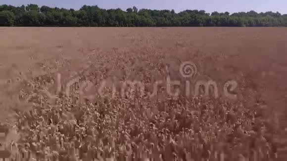 熟小麦的田地视频的预览图
