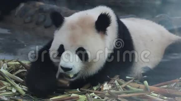 可爱的熊猫吃新鲜的竹笋视频的预览图