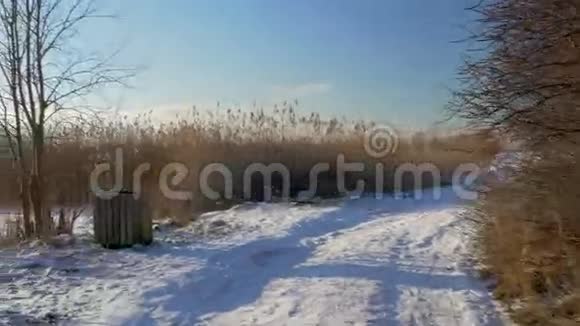冬季景观白雪覆盖的森林小树覆盖着冰雪湖寒冷的冬天视频的预览图
