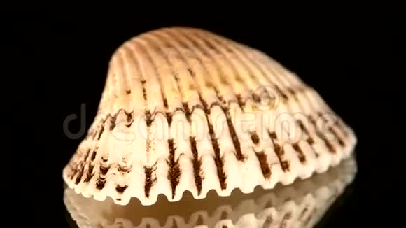 五颜六色的海壳孤立在黑色上旋转视频的预览图