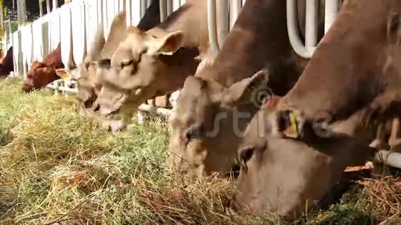 畜牧业视频的预览图