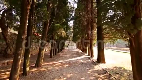 黑山森林中的柏树绿枝视频的预览图