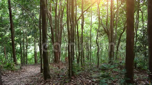 阳光穿过热带的绿色森林高清视频的预览图