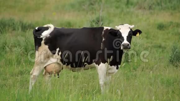 草地上的牛视频的预览图